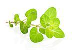 Fresh marjoram herbs isolated on white background. Culinary aromatic cooking herb.