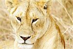A lion (Panthera leo) on the Maasai Mara National Reserve safari in southwestern Kenya.