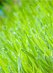 Background of dew drops on bright green grass in the garden.