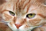 Closeup of ordinary domestic ginger cat portrait