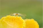 Marigolds or Tagetes erecta flower and dragonfly in the nature or garden