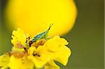 Marigolds or Tagetes erecta flower and grasshopper in the nature or garden