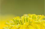 Marigolds or Tagetes erecta flower and water drops in the nature or garden