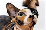 Rear sphinx cat with different colors skin. Pets.