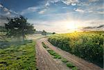 Country road near the field with sunflowers