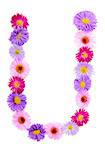 Letter U, multicolored aster flowers alphabet on white background