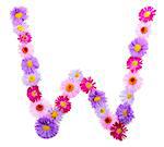 Letter W, multicolored aster flowers alphabet on white background