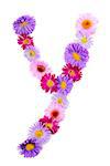 Letter Y, multicolored aster flowers alphabet on white background