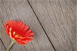 Orange gerbera flower on wooden background with copy space