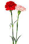 red and white carnations on a white background