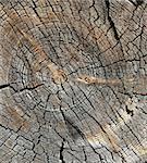Cracked section of wood texture