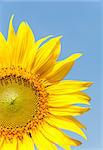 Blooming sunflower in the clear blue sky.