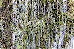 Frozen Icicles on Side of Mountain Cliff Along Hiking Trail in Columbia River Gorge