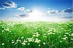 Field of white flowers and green grass in spring