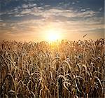 Field of ripe wheat at the sunset