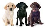 puppies purebred  labrador retriever in front of white background