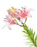 Pink lily flower. Isolated on white background