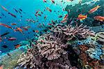 A profusion of coral and reef fish on Batu Bolong, Komodo Island National Park, Indonesia, Southeast Asia, Asia