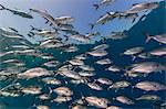 A school of bigeye trevally (Caranx sexfasciatus), Sebayur Island, Komodo Island National Park, Indonesia, Southeast Asia, Asia