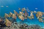 A school of batfish (Platax orbicularis) on Sebayur Island, Komodo Island National Park, Indonesia, Southeast Asia, Asia