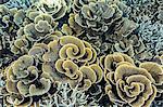 A profusion of hard and soft coral underwater on Siaba Kecil, Komodo Island National Park, Indonesia, Southeast Asia, Asia