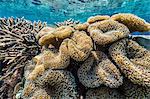 Hard and soft corals and reef fish underwater on Sebayur Island, Komodo Island National Park, Indonesia, Southeast Asia, Asia