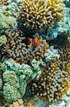 Anemonefish in anemone on underwater reef on Jaco Island, Timor Sea, East Timor, Southeast Asia, Asia