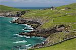 Sheep fences and rock walls along the Dingle Peninsula, County Kerry, Munster, Republic of Ireland, Europe