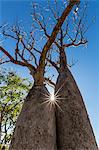 The Australian boab tree (Adansonia gregorii), Camden Harbour, Kimberley, Western Australia, Australia, Pacific