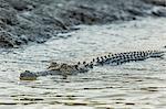 An adult wild saltwater crocodile (Crocodylus porosus) in the Hunter River in Mitchell River National Park, Kimberley, Western Australia, Australia, Pacific