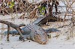 An adult wild saltwater crocodile (Crocodylus porosus), note the missing left front leg, King George River, Kimberley, Western Australia, Australia, Pacific