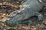 Wild saltwater crocodile (Crocodylus porosus) on the banks of the Hunter River, Mitchell River National Park, Kimberley, Western Australia, Australia, Pacific