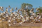 Adult little corellas (Cacatua sanguinea) in flight in Wyndham, Kimberley, Western Australia, Australia, Pacific