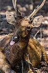 Adult buck Timor rusa deer (Cervus timorensis), Komodo National Park, Komodo Island, Indonesia, Southeast Asia, Asia