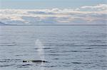 Adult fin whale (Balaenoptera physalus) surfacing near Hornsund, Spitsbergen, Svalbard, Arctic, Norway, Scandinavia, Europe