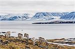 Svalbard reindeer (Rangifer tarandus) grazing on the tundra in Varsolbukta, Bellsund, Spitsbergen, Arctic, Norway, Scandinavia, Europe