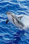 Adult striped dolphin (Stenella coeruleoalba) leaping near La Gomera, Canary Islands, Spain, Atlantic, Europe