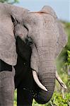 African elephant (Loxodonta africana), Chobe National Park, Botswana, Africa