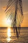 A tropical sunset through palm leaves on an island in the Maldives, Indian Ocean, Asia