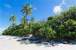 A deserted beach and tropical vegetation on an island in the Northern Huvadhu Atoll, Maldives, Indian Ocean, Asia