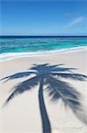 The shadow of a lone palm tree cast on a deserted beach on an island in the Maldives, Indian Ocean, Asia