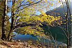 European Beech (Fagus sylvatica) Tree beside Langbathsee in Autumn, Austria