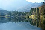 Landscape of Norway Spruce (Picea abies) Trees beside Langbathsee in Autumn, Austria