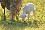 Close-up of Mother Sheep (Ovis orientalis aries) with Lamb on Meadow in Spring, Bavaria, Germany