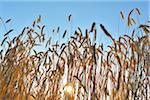 Durum Wheat (Triticum durum) with Sun in Summer, Ebenheid, Baden-Wurttemberg, Germany