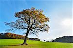 Oak Tree in Autumn with Sun, Vogelsbergkreis, Hesse, Germany