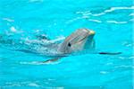 Portrait of Common Bottlenose Dolphin (Tursiops truncatus) in Zoo, Germany