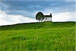 Little Chapel with Tree in Spring, Aidlinger Hohe, Upper Bavaria, Bavaria, Germany