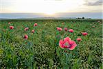 Opium Poppies (Papaver somniferum) in field at Sunrise, Summer, Germerode, Hoher Meissner, Werra Meissner District, Hesse, Germany