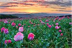 Opium Poppy Field (Papaver somniferum) at Sunrise, Summer, Germerode, Hoher Meissner, Werra Meissner District, Hesse, Germany